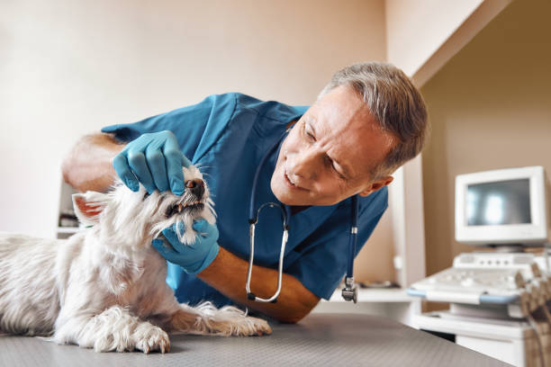 Best Emergency Dental Care for Broken or Chipped Teeth in Horse Pasture, VA